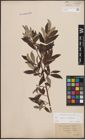 Foto von Salix caprea L. x Salix eleagnos Scop.